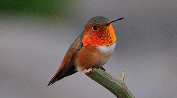 Allen's Hummingbird: The Coastal Rebel with the Wrong Scientific Name