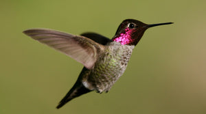 Anna's Hummingbird: The Complete Species Guide