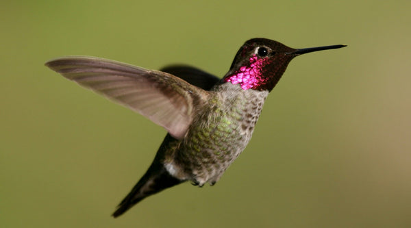 Anna's Hummingbird: The Complete Species Guide