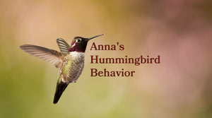Anna's Hummingbird Behavior: Diet, Courtship, Nesting & Family