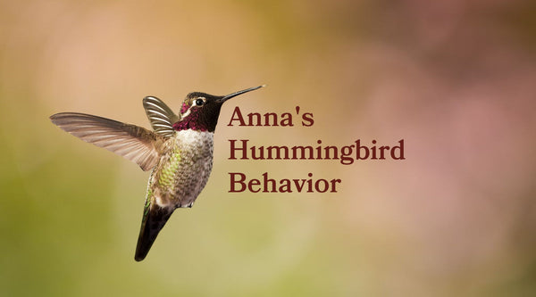 Anna's Hummingbird Behavior: Diet, Courtship, Nesting & Family