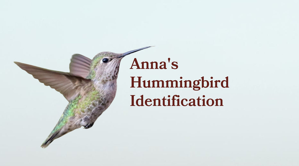 Anna's Hummingbird: How to Identify Males, Females and Immatures