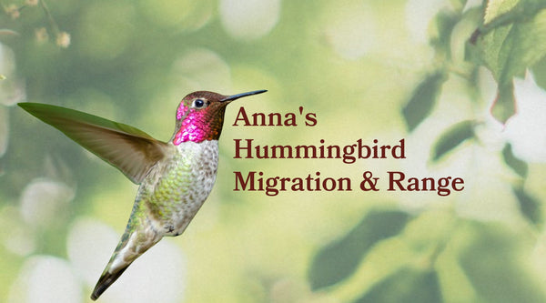 Anna's Hummingbird Range: A Century of Expansion