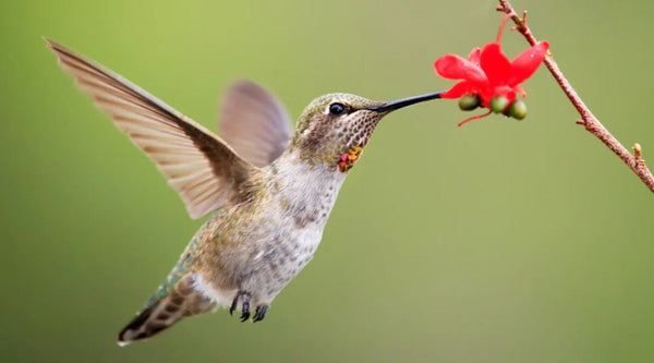 Anna's Hummingbird: Range & Expansion
