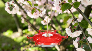 Saucer vs. Bottle vs. Window Hummingbird Feeders: Which Type Is Right for You?