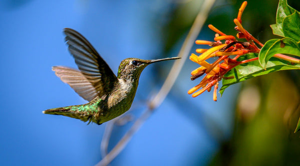 When to Put Up (and Take Down) Your Hummingbird Feeder