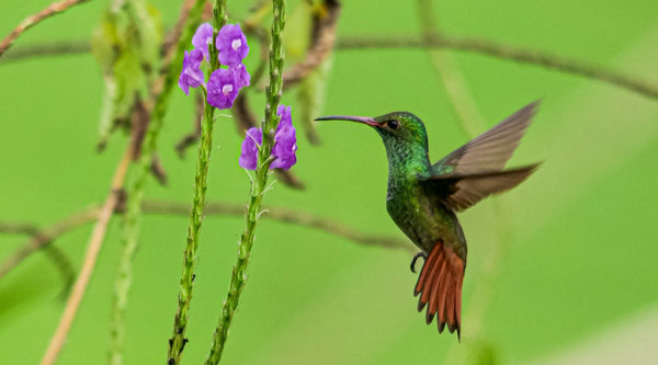 How Long Does Hummingbird Nectar Last? How Often to Change & Storage Guide