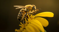 How to Keep Bees Away From a Hummingbird Feeder: 6 Fixes