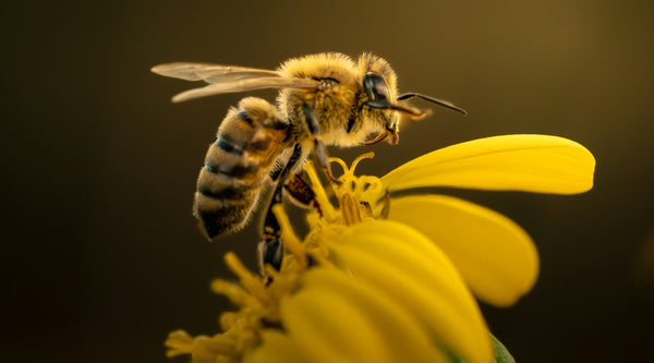 How to Keep Bees Away From a Hummingbird Feeder: 6 Fixes