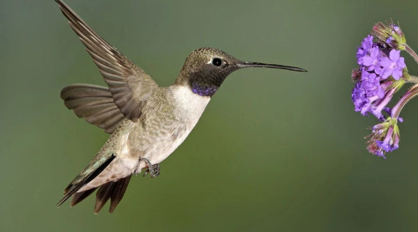 Black-chinned Hummingbird: The West's Most Adaptable Hummingbird