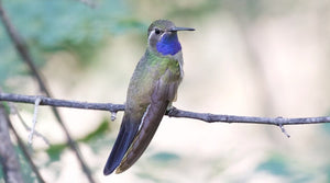 Blue-throated Mountain-gem: The Duet-Singing Heavyweight