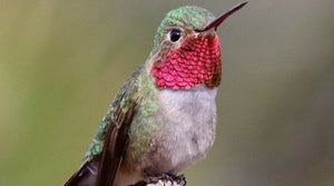 Broad-tailed Hummingbird: The High-Altitude Specialist of the Rockies