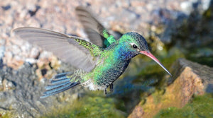 Broad-billed Hummingbird: The Sky Island Hummingbird That Hypnotizes Its Mate