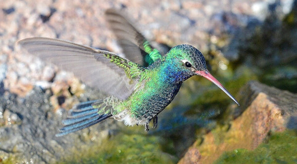 Broad-billed Hummingbird: The Sky Island Hummingbird That Hypnotizes Its Mate