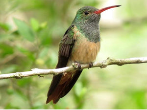 Do Hummingbird Swings Really Work? What the Research Actually Shows