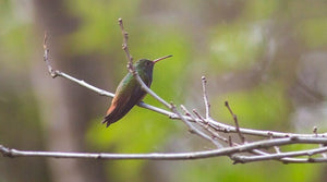 Buff-bellied Hummingbird: The One That Migrates North