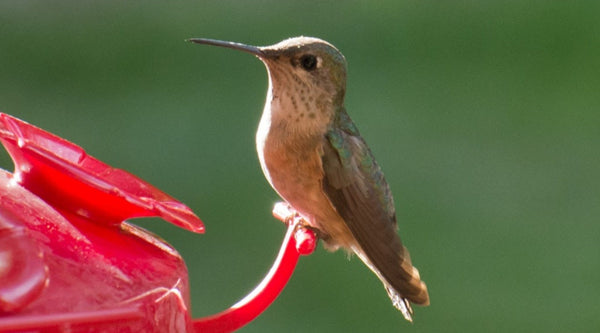 How to Keep Ants Out of a Hummingbird Feeder: 7 Fixes That Work
