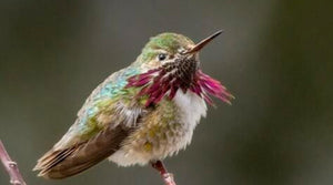 Calliope Hummingbird: The Smallest Bird in North America