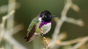Costa's Hummingbird: The Desert Hummingbird That Rewrote the Science of Torpor
