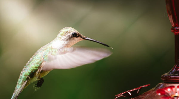 How Long Does Hummingbird Nectar Last? Recipe & Storage Guide