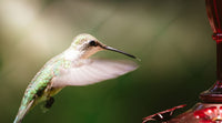 How Long Does Hummingbird Nectar Last? Recipe & Storage Guide