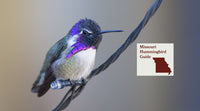 How to Attract Hummingbirds in Missouri: A Backyard Sanctuary Guide
