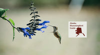 How to Attract Hummingbirds in Alaska: A Backyard Sanctuary Guide