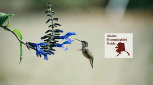 How to Attract Hummingbirds in Alaska: A Backyard Sanctuary Guide