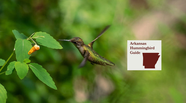 How to Attract Hummingbirds in Arkansas: A Backyard Sanctuary Guide