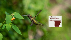 How to Attract Hummingbirds in Arkansas: A Backyard Sanctuary Guide