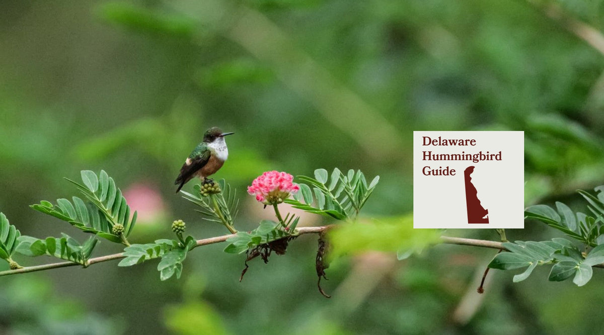 How to Attract Hummingbirds in Delaware: A Backyard Sanctuary Guide