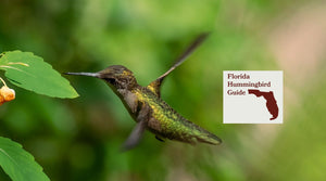 How to Attract Hummingbirds in Florida: A Backyard Sanctuary Guide