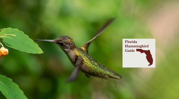 How to Attract Hummingbirds in Florida: A Backyard Sanctuary Guide