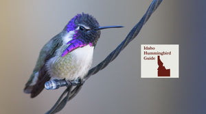 How to Attract Hummingbirds in Idaho: A Backyard Sanctuary Guide