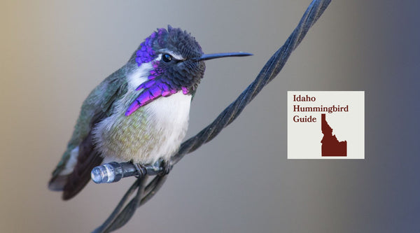 How to Attract Hummingbirds in Idaho: A Backyard Sanctuary Guide