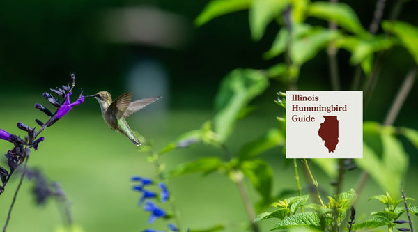 How to Attract Hummingbirds in Illinois: A Backyard Sanctuary Guide