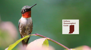 How to Attract Hummingbirds in Indiana: A Backyard Sanctuary Guide