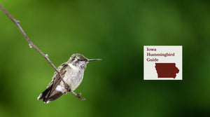 How to Attract Hummingbirds in Iowa: A Backyard Sanctuary Guide