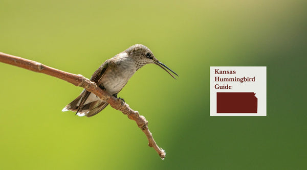 How to Attract Hummingbirds in Kansas: A Backyard Sanctuary Guide
