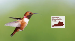 How to Attract Hummingbirds in Kentucky: A Backyard Sanctuary Guide