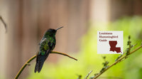How to Attract Hummingbirds in Louisiana: A Backyard Sanctuary Guide
