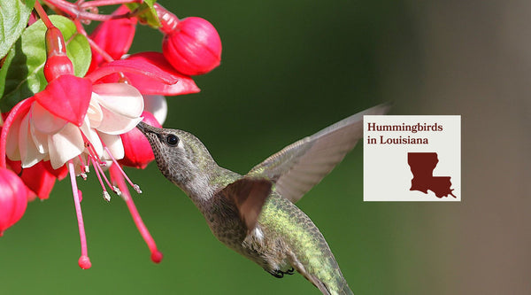 Hummingbirds in Louisiana: The Complete Species Guide