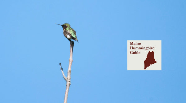 How to Attract Hummingbirds in Maine: A Backyard Sanctuary Guide