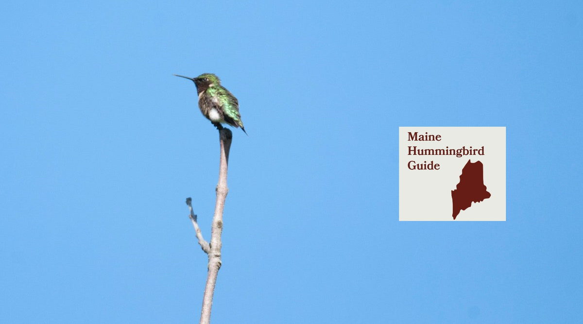 How to Attract Hummingbirds in Maine: A Backyard Sanctuary Guide