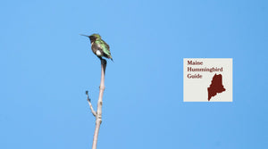 How to Attract Hummingbirds in Maine: A Backyard Sanctuary Guide