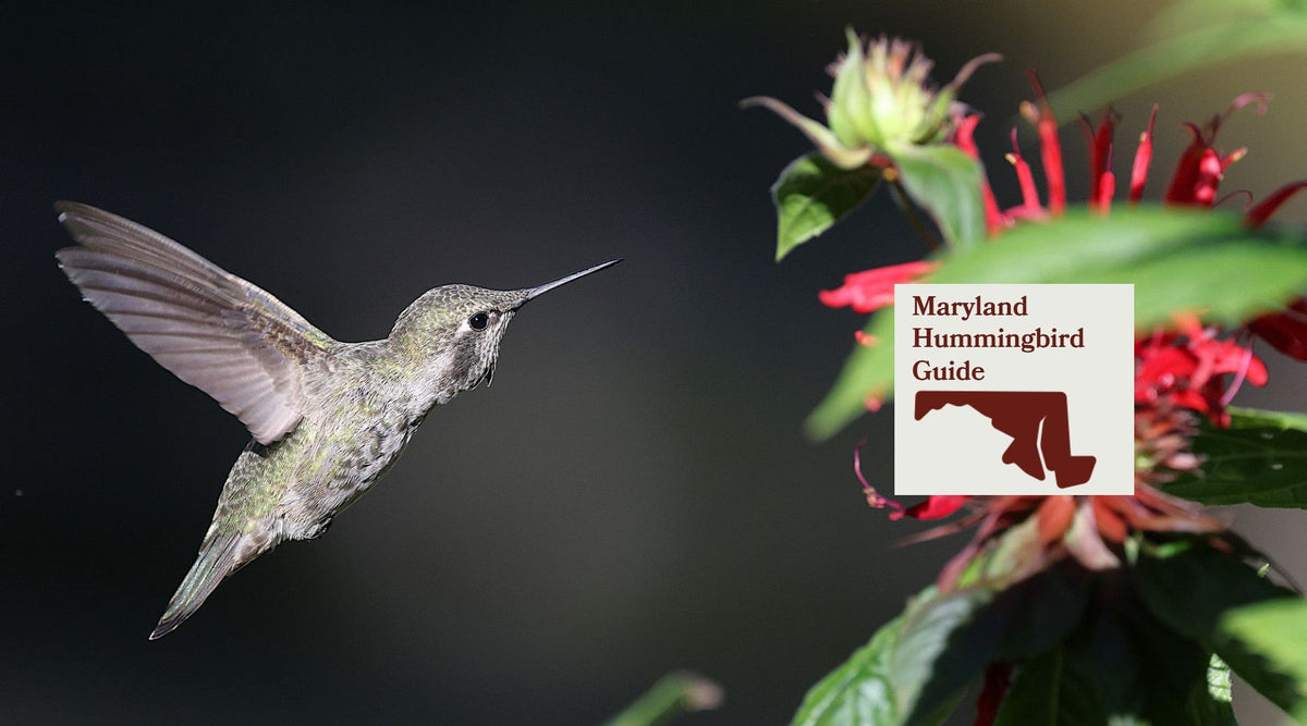How to Attract Hummingbirds in Maryland: A Backyard Sanctuary Guide