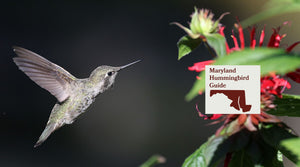 How to Attract Hummingbirds in Maryland: A Backyard Sanctuary Guide