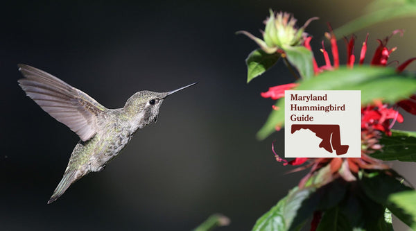 How to Attract Hummingbirds in Maryland: A Backyard Sanctuary Guide