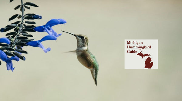How to Attract Hummingbirds in Michigan: A Backyard Sanctuary Guide