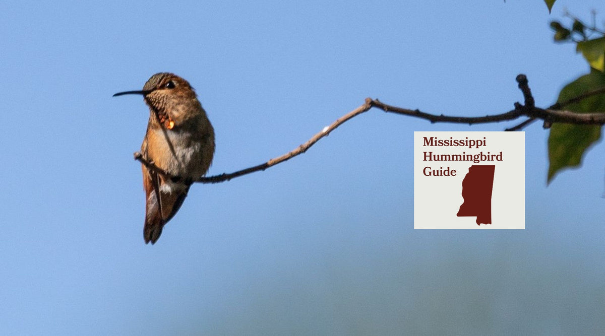 How to Attract Hummingbirds in Mississippi: A Backyard Sanctuary Guide